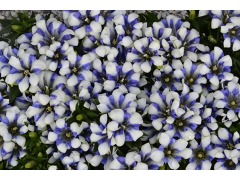 Gentiana x scabra 