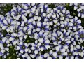 Gentiana x scabra 