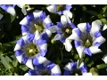 Gentiana x scabra 