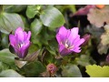 Gentiana x scabra 