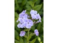 Phlox paniculata 