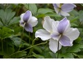 Anemone 