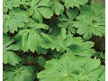 Podophyllum peltatum - noholist štítnatý
