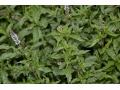 Mentha species 