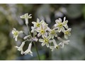Tulbaghia alliacea - tulbaghia, divoký česnek