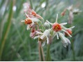 Tulbaghia 