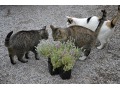 Teucrium marum - ožanka kočičí
