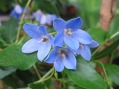Sollya ( syn. Billardiera ) heterophylla - liána modré zvonky