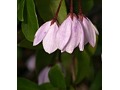 Sollya ( syn. Billardiera ) heterophylla var. Rosea - liána růžové zvonky