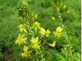 Bulbine annua - bulbine, bulbinella, burn jelly plant