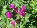 Dodecatheon jeffreyi - božskokvět, boží květ