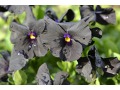 Viola cornuta 