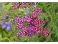 Achillea millefolium 