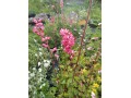 Heuchera x brizoides 