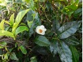 Camellia sinensis - čajovník čínský