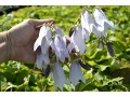 Campanula 