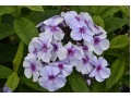 Phlox paniculata 