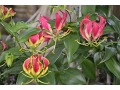 Gloriosa superba 