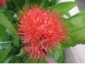 Scadoxus ( syn. Haemanthus ) multiflorus - krvokvět