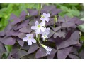 Oxalis regnellii ( triangularis ) Atropurpurea - šťavel trojhranný červenolistý