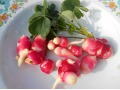 Oxalis tuberosa 