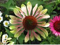 Echinacea 