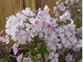 Phlox paniculata 