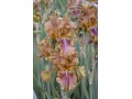 Iris x barbata Elatior  