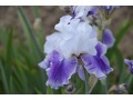 Iris x barbata Elatior  