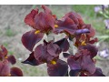 Iris x barbata Elatior  
