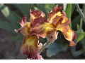 Iris x barbata Elatior  