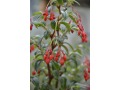 Begonia fuchsioides 