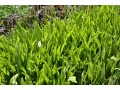 Plantago lanceolata 