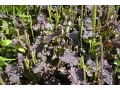 Plantago major 