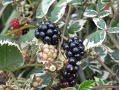Rubus fruticosus 