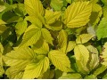 Rubus idaeus 
