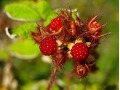 Rubus phoenicolasius - ostružiník japonský