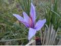 Crocus sativus - šafrán pravý