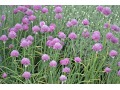 Allium schoenoprasum 