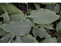 Hosta 