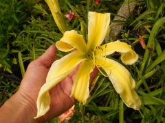 Hemerocallis 