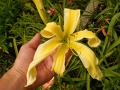 Hemerocallis 