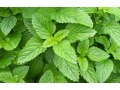 Melissa officinalis 