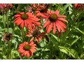 Echinacea 