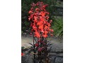 Lobelia  
