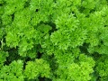 Petroselinum crispum 