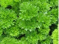 Petroselinum crispum 