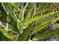 Kalanchoe daigremontiana - náduť, kolopejka madagaskarská, madag. žen-šen