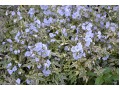 Polemonium reptans 