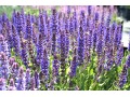 Salvia nemorosa 